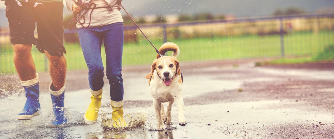 se faire de l'argent en gardant des chiens