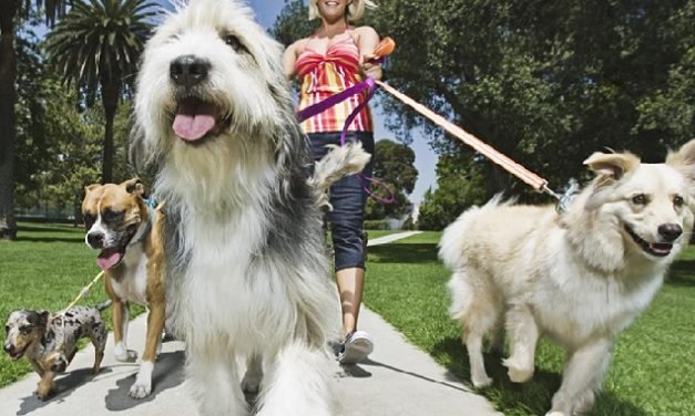 Pet-Sitting – Gagnez de l’argent en gardant des animaux